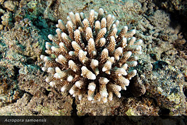 Acropora samoensis