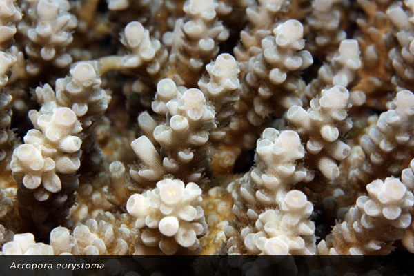 Acropora eurystoma