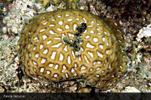 Favia lacuna
