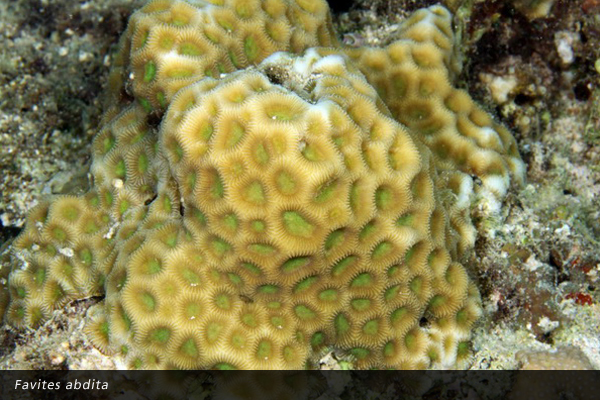 Favites abdita