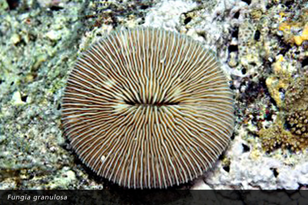 Fungia granulosa