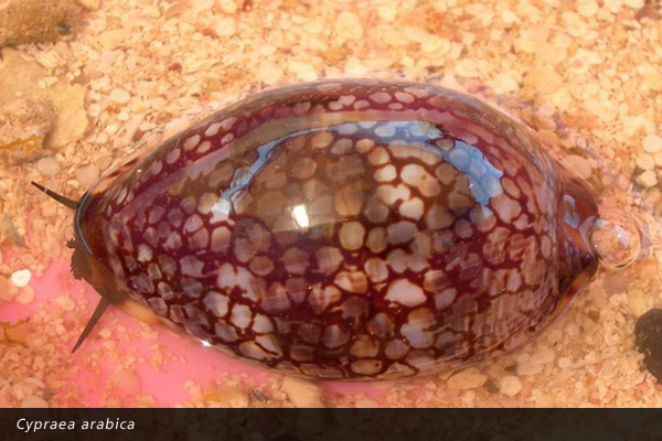 Cypraea arabica