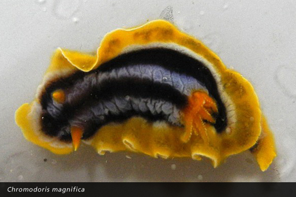 Chromodoris magnifica