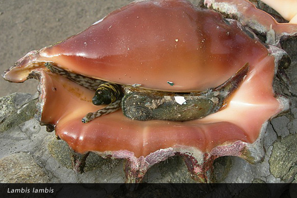 Lambis lambis