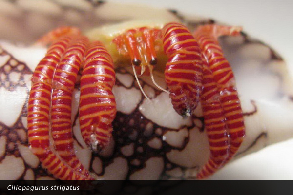 Ciliopagurus strigatus