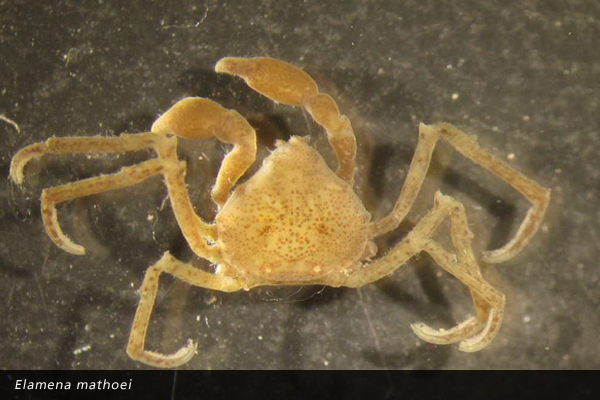 Elamena mathoei