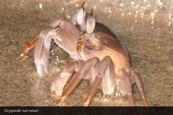 Ocypode sarratan