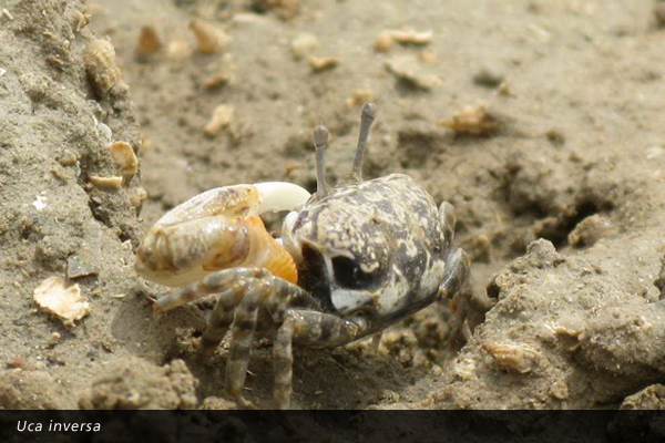 Uca inversa