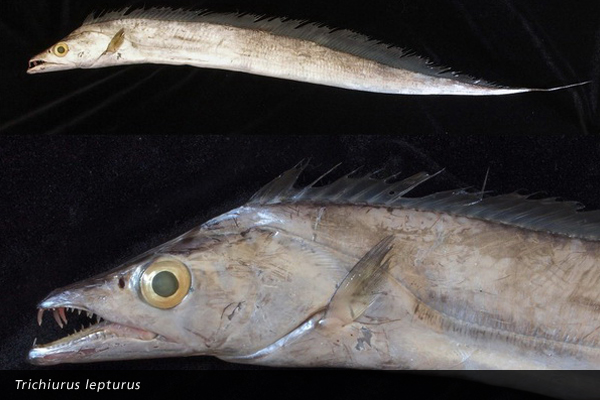 Trichiurus lepturus