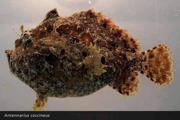 Antennarius coccineus