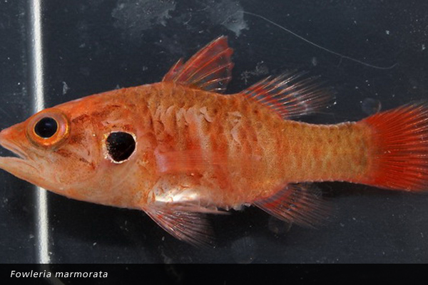 Fowleria marmorata