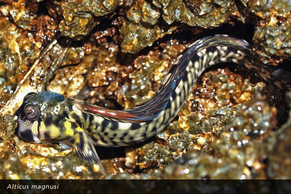 Alticus magnusi