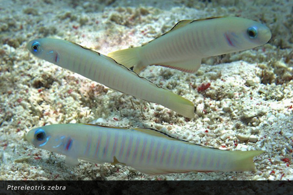 Ptereleotris zebra